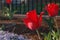 Red Tulip and Periwinkle Washington D.C.