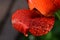 Red tulip petal with dew drops