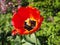 Red tulip pistil macro view