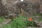 Red tulip poppy flowers blossom in meadow green grass under old ruined stone wall