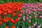 Red tulip power play and pink tulip dutch design flowers