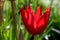 Red Tulip Profile