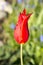 Red Tulip, single red tulip