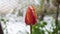 Red tulip snow covered closeup