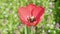 Red tulip and spring flowers and in the field. Large open flower