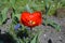 Red tulip in the spring garden. Morning shoot.