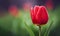 Red tulip on stem with water drops after rainy spring day