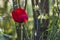 A red tulip in a thicket of bushes.