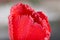 Red tulip Tulipa