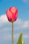 Red Tulip under a blue sunny sky