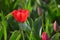 Red tulip up close in the field near Schagen Netherlands