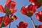 Red tulip upward closeup in bright sunlight