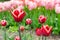 Red tulip with white edge flowers with green leaves blooming in a meadow, park, flowerbed outdoor