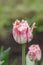 Red tulip with white fringe in garden Rembrandt