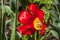 A red tulip with yellow center and stamens and pestle on a blurred green background