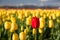 Red tulip in a yellow field