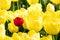 Red tulip on yellow tulip flower background (Concept of variation, different, leadership