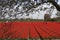 Red Tulips