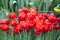 Red tulips abba field background