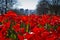 Red tulips above salt lake city