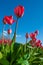 Red tulips against blue sky at the Skagit Tulip Festival