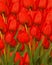 Red tulips background