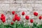 Red tulips on the background of antique brickwork with a place for text
