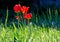 Red tulips on a background of green grass