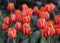 Red tulips with beautiful bouquet background, Tulip