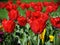 Red Tulips in a Beautiful Flowerbed