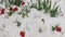 Red tulips bent under the weight of snow - natural anomaly