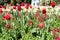 Red tulips and bicolour snapdragons