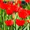 Red tulips bloom in the flowerbed. Flowering of