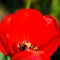 Red tulips bloom in the flowerbed. Flowering of