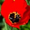 Red tulips bloom in the flowerbed. Flowering of