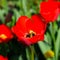 Red tulips bloom in the flowerbed. Flowering of