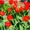 Red tulips bloom in the flowerbed. Flowering of