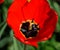 Red tulips bloom in the flowerbed. Flowering of