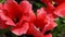 Red tulips bloom in spring. Tulip flower nature. Floral background. Botanical garden. Flowering buds. Blooming mood