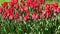Red tulips bloom in spring. Tulip flower nature. Floral background. Botanical garden. Flowering buds. Blooming mood