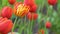 Red tulips bloom in spring. Tulip flower nature. Floral background. Botanical garden. Flowering buds. Blooming mood