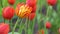 Red tulips bloom in spring. Tulip flower nature. Floral background. Botanical garden. Flowering buds. Blooming mood