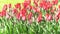 Red tulips bloom in spring. Tulip flower nature. Floral background. Botanical garden. Flowering buds. Blooming mood