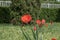 Red tulips blooming on a green lawn, landscape design, spring tulip bloom, a blossoming flower