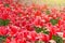 Red tulips blooming in a park in a flower bed.