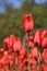 Red tulips blooming in spring