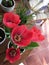 Red Tulips blossom on balcony garden in the pot