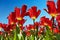 Red Tulips, Blue Sky