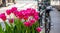 Red tulips on blur city street background. Sunny spring day in New York city