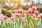 Red tulips, blurred stock photo